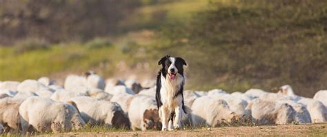Border Collies Herding Training