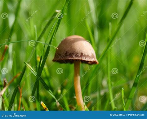 Mushrooms Growing on Your Lawn Stock Image - Image of growing, garden: 289241657