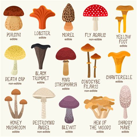 Mushroom Identifier Chart : How to Identify Edible Mushrooms (with ...