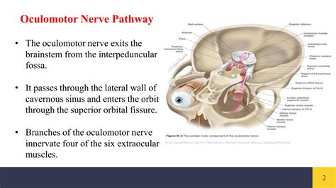 Anatomy Of Oculomotor Nerve.pptx Anatomy of cranial nerves | PPTX
