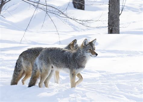 Seeing More Coyotes? It’s Coyote Mating Season – City of Mississauga