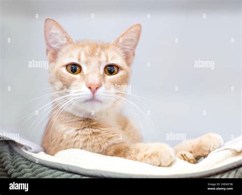 Buff tabby hi-res stock photography and images - Alamy