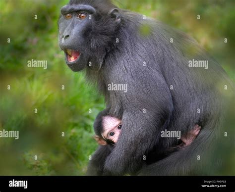 Celebes crested macaque Macaca nigra also known as the crested black ...