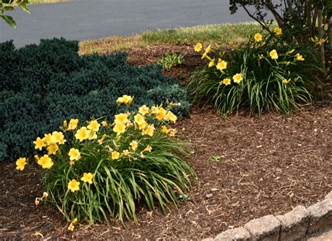 Stella D’oro Daylilies – My Journey – by Doris High