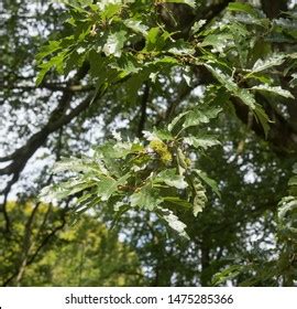 See related image detail. Summer Foliage Turkey Oak Tree Quercus Stock Photo 1475285366 ...