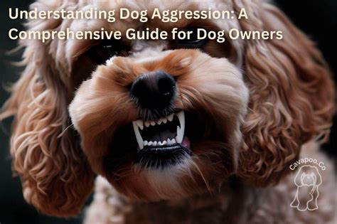 Rezultat imagine pentru Cavapoo Barking