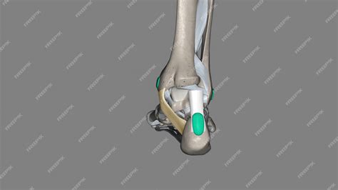 Premium Photo | The flexor retinaculum of the foot extends from the medial malleolus above to ...