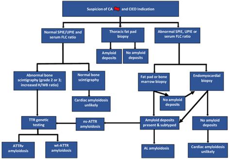 Thoracic Fat Pad Biopsy in Cardiac Amyloidosis: Diagnostic Yield in an ...
