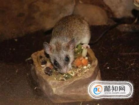 家中有老鼠造訪 國外網友不嫌棄還供餐 | 影音 | CTWANT