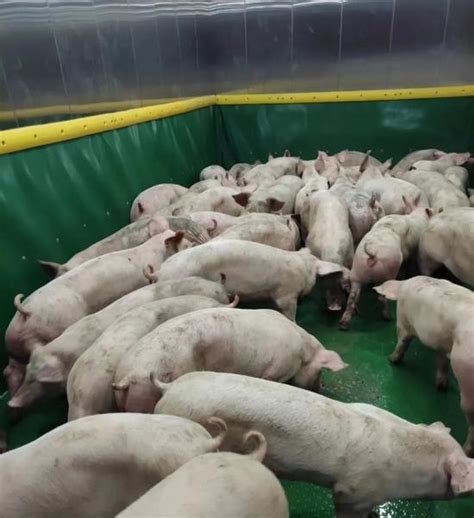 养猪业的前景和行情—猪知乐语录__财经头条