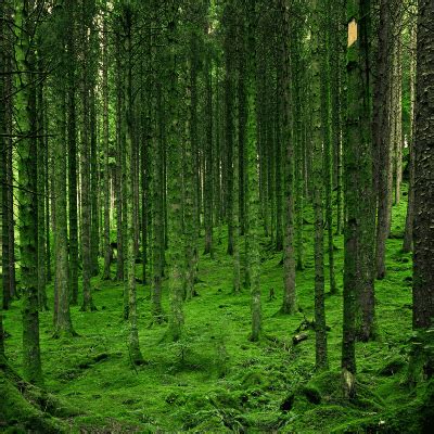 Environment 的图像结果