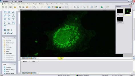 Image result for Measuring Fluorescence Intensity ImageJ