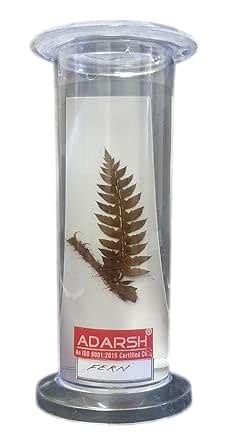 AI-Botany Specimen Fern in Acrylic Jar/used for teaching purpose School ...
