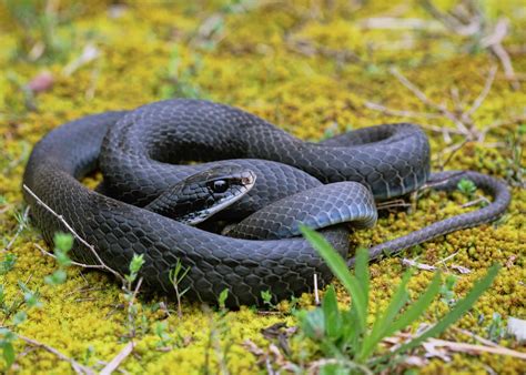 Black Racer Snake Size Comparison: Just How Big Do They Get? - A-Z Animals