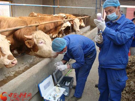 肉牛常见疾病及快速识别牛病的10个方法