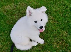 Image result for Cute White Fluffy Dog Breeds