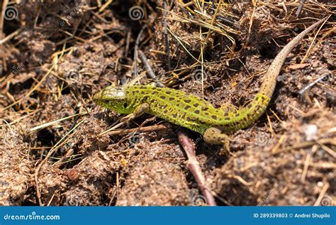 Image result for Spring Lizard