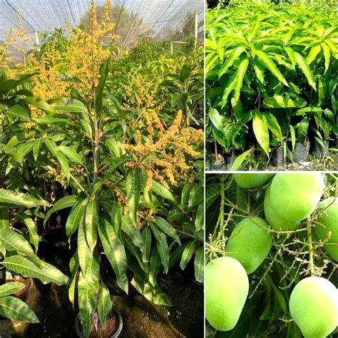 Joy of plants All Time Mango Plant Vastara Variety (Grafted Mango ...