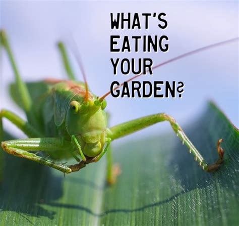 What's Eating Your Garden? How to Identify Common Leaf-Eating Pests ...