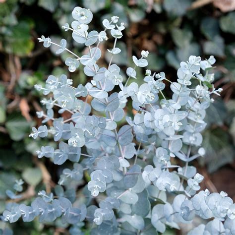 Plants that deter wasps: 10 plants to add to your patio now | Ideal Home