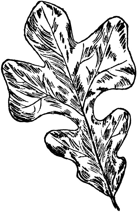 Post-Oak Leaf | ClipArt ETC