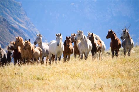 A Flock of Horses - Khám Phá Đặc Điểm Độc Đáo và Ý Nghĩa Văn Hóa