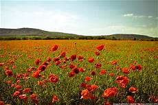 Ukraine Desktop Wallpapers by Beautiful Set Of Wallpapers Summer In Ukraine 183 Ukraine Ukraine Desktop Wallpapers