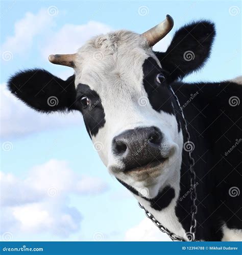 Dairy Cow Face