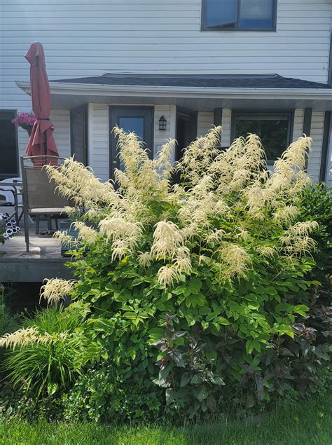 20 Tall Perennial Flowers You Should Plant In Your Garden