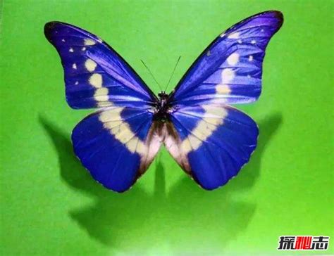全球最珍贵的蝴蝶，一只就价值百万_凤蝶