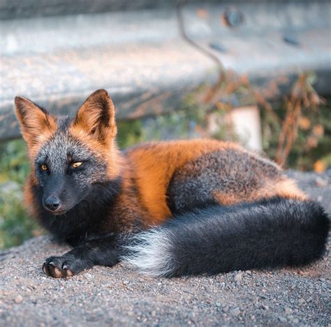 Cross Fox Animal