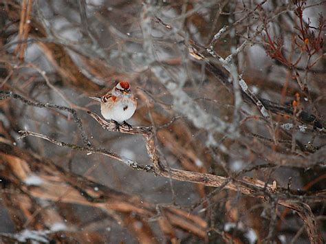 American Tree Sparrow - eBird