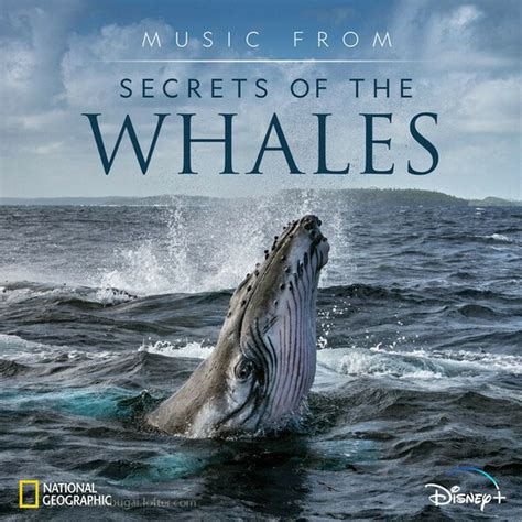 鲸鱼的秘密 纪录片 原声音乐 2021 - Raphaelle Thibaut,鲸鱼的秘密 纪录片 原声音乐 2021在线试听,纯音乐,MP3 ...