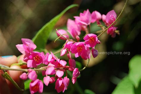 Coral vine | Antigonon leptopus