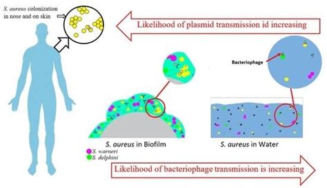 Co-Carriage of Metal and Antibiotic Resistance Genes in Sewage ...