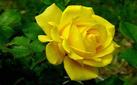 Rose Flower Yellow Colour at Julio Hewes blog