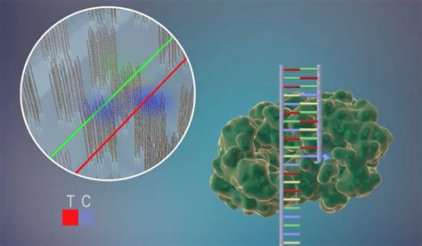 Image result for Solid Sequencing Explained