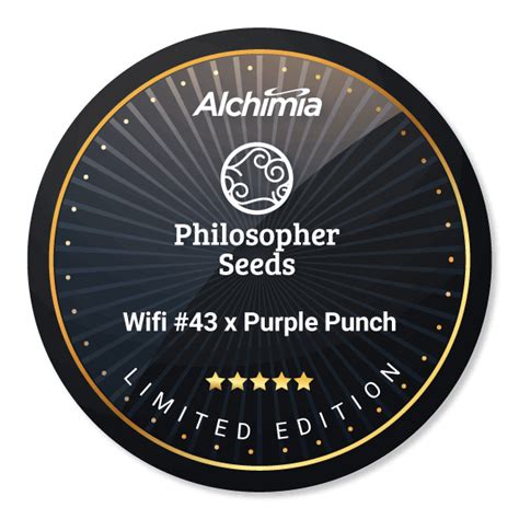 Wifi #43 x Purple Punch