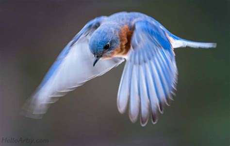 Bluebird Drawing - HelloArtsy