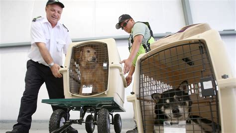 Pet travel 101: Everything you need to know