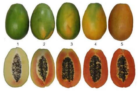 Identification and Validation of Key Genes Related to Preferred Flavour ...