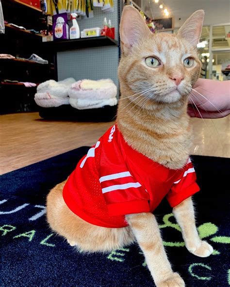 Cat Supplies Columbus Ohio | Mutts & Co Pet Supply