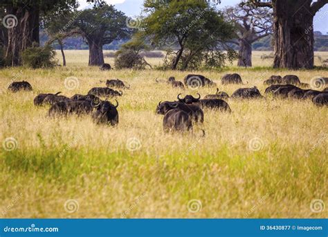 Grazing Cape Buffaloes stock image. Image of national - 36430877