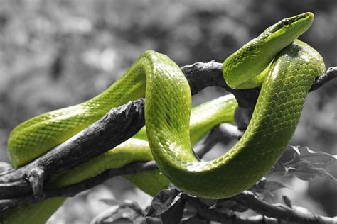 Snake Game Using Python 的图像结果