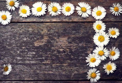 Mehofond Blue Wood Photography Background Spring Yellow White Daisy ...
