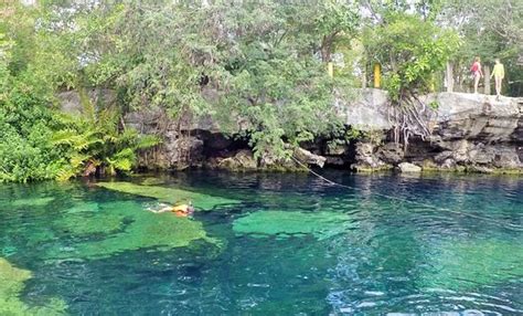 Stunning cenote with fish and mangrove but go early - Reviews, Photos ...