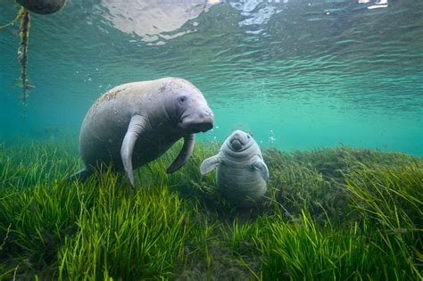 Manatees Eating