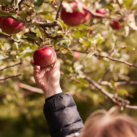 These Are Our Top Tips for Apple Picking