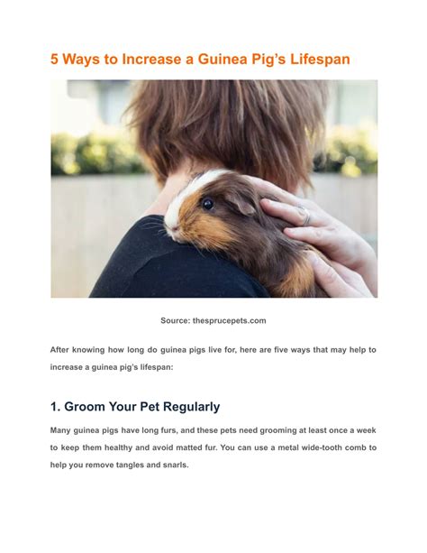 PPT - How Long Do Guinea Pigs Live Average Guinea Pig Lifespan PowerPoint Presentation - ID:12096571