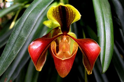 Lady Slipper Orchid Inthanon National Free Stock Photo - Public Domain ...